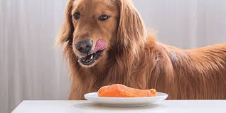 Fish for dogs? Dogs can eat fish and here is 5 good reasons!