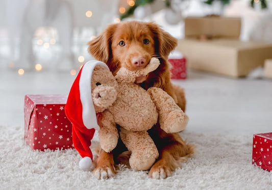 Christmas dangers for your dog